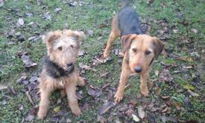 Vand catelusa airedale terrier si mascul