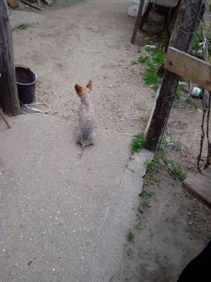 Vand femela lagotto romagnolo pentru trufe