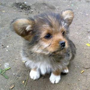 Vand femela lagotto romagnolo pentru trufe