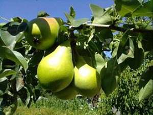 De vanzare pomi fructiferi