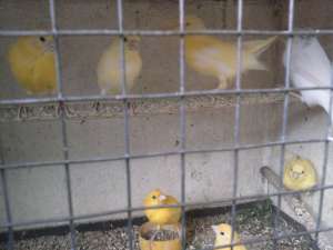 Canari de vanzare