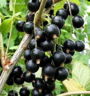Vand arbusti fructiferi: goji,  afin,  coacaz,  zmeur,  mur,  aronia,  lonicera. etc
