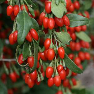 Vand arbusti fructiferi: goji,  afin,  coacaz,  zmeur,  mur,  aronia,  lonicera. etc