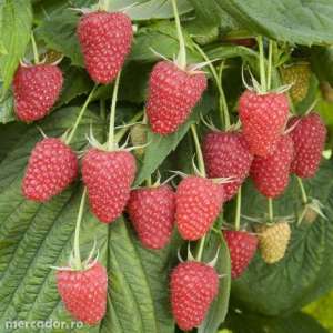 Vand arbusti fructiferi: goji,  afin,  coacaz,  zmeur,  mur,  aronia,  lonicera. etc