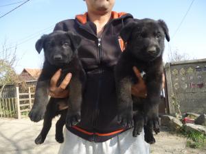 Pui Ciobanesc German linii de lucru cu pedigree