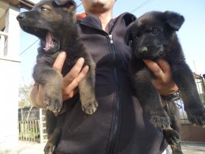 Pui Ciobanesc German linii de lucru cu pedigree