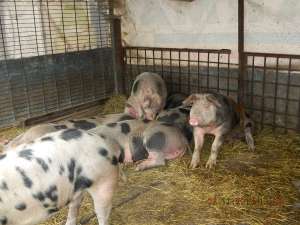 Porci pentru sacrificat 120-150kg