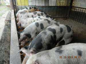 Porci pentru sacrificat 120-150kg