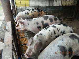 Porci pentru sacrificat 120-150kg