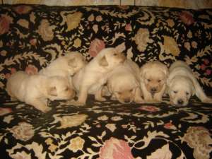 Pui de LABRADOR aurii