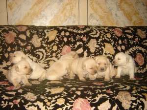 Pui de LABRADOR aurii