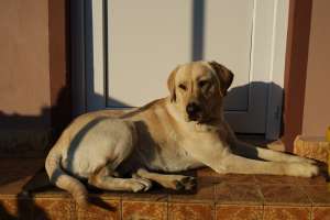 Pui de LABRADOR aurii