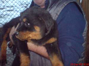 2 FETITE ROTTWAILER