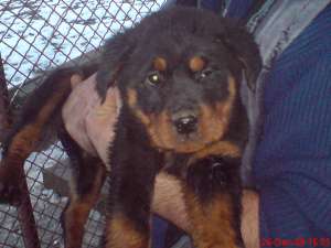2 FETITE ROTTWAILER