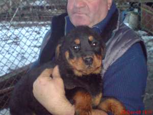 2 FETITE ROTTWAILER