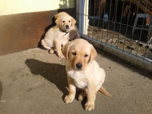 Labrador Retriever de vanzare Arad