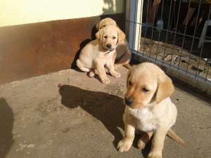 Labrador Retriever de vanzare Arad