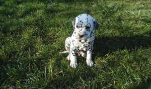 Catei dalmatieni