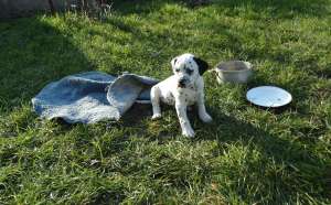 Catei dalmatieni