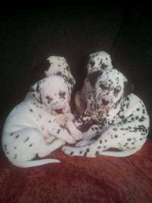 Catei dalmatieni