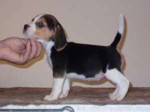 Canisa vand catei rasa Beagle cu pedigree