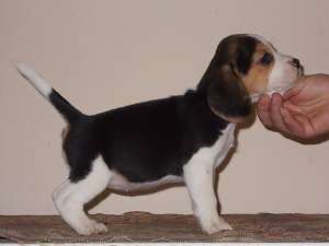 Canisa vand catei rasa Beagle cu pedigree