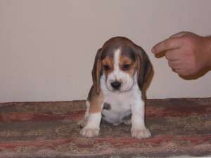 Canisa vand catei rasa Beagle cu pedigree