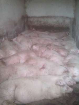 Porci de vanzare