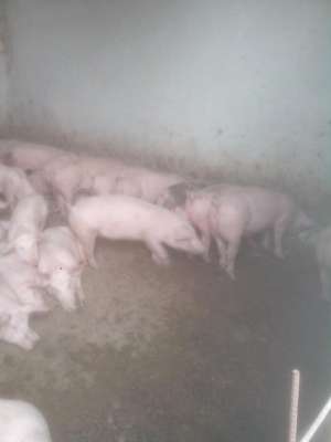 Porci de vanzare