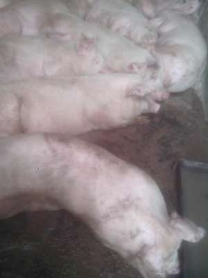 Porci de vanzare