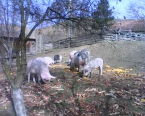porci crecuti natural