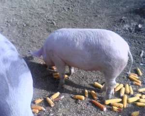 porci crecuti natural