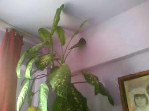 vand flori