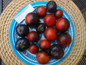 VAND SEMINTE DE TOMATE SOIURI RARE ORGANICE BIO
