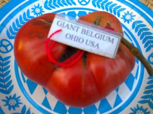VAND SEMINTE DE TOMATE SOIURI RARE ORGANICE BIO