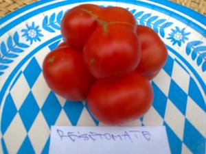 VAND SEMINTE DE TOMATE SOIURI RARE ORGANICE BIO