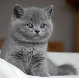 VAND PISICI BRITISH SHORTHAIR BUCURESTI IASI ORADEA
