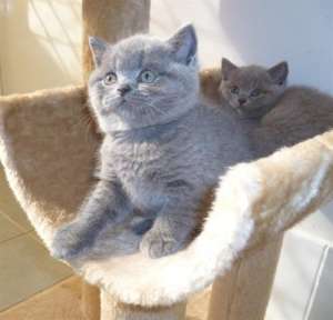 VAND PISICI BRITISH SHORTHAIR BUCURESTI IASI ORADEA