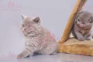 VAND PISICI BRITISH SHORTHAIR BUCURESTI IASI ORADEA