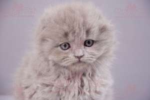 VAND PISICI SCOTTISH FOLD BUCURESTI IASI ORADEA