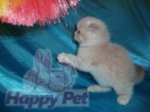 VAND PISICI SCOTTISH FOLD BUCURESTI IASI ORADEA