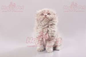 VAND PISICI SCOTTISH FOLD BUCURESTI IASI ORADEA