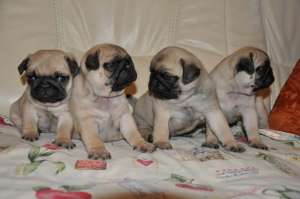 VAND CAINI MOPS PUG BUCURESTI, IASI, ORADEA