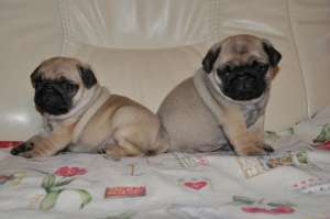 VAND CAINI MOPS PUG BUCURESTI, IASI, ORADEA
