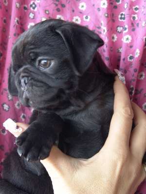 VAND CAINI MOPS PUG BUCURESTI, IASI, ORADEA