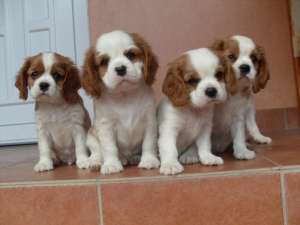 VAND CAINI CAVALIER KING CHARLES BUCURESTI, IASI, SUCEAVA