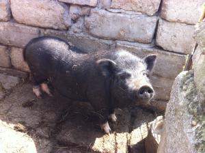 Porci Vietnamezi