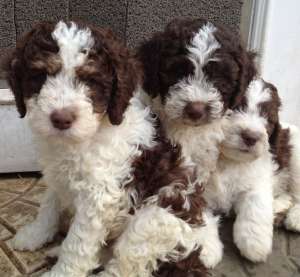 Vand catei Lagotto Romgnolo