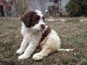Vand catei Lagotto Romgnolo