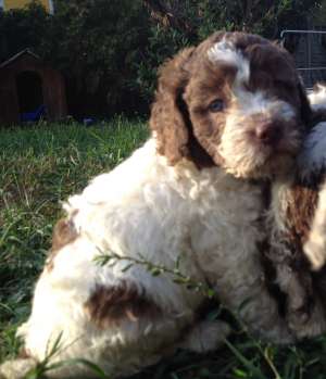 Vand catei Lagotto Romgnolo